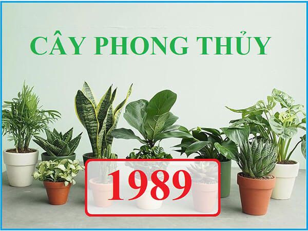 cây hợp phong thuỷ nhà ở tuổi Kỷ Tỵ 1989